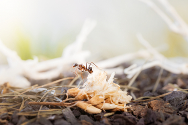 Camponotus barbaricus
